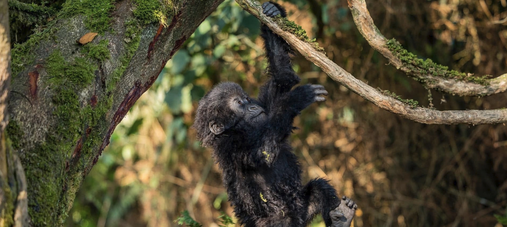 Journey into the Wild, Meet the Mountain Gorillas