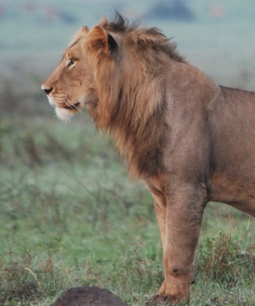 Murchison Falls National Park