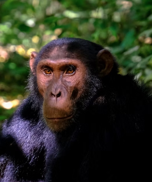 Nature's Greatest Encounters, One Incredible Journey