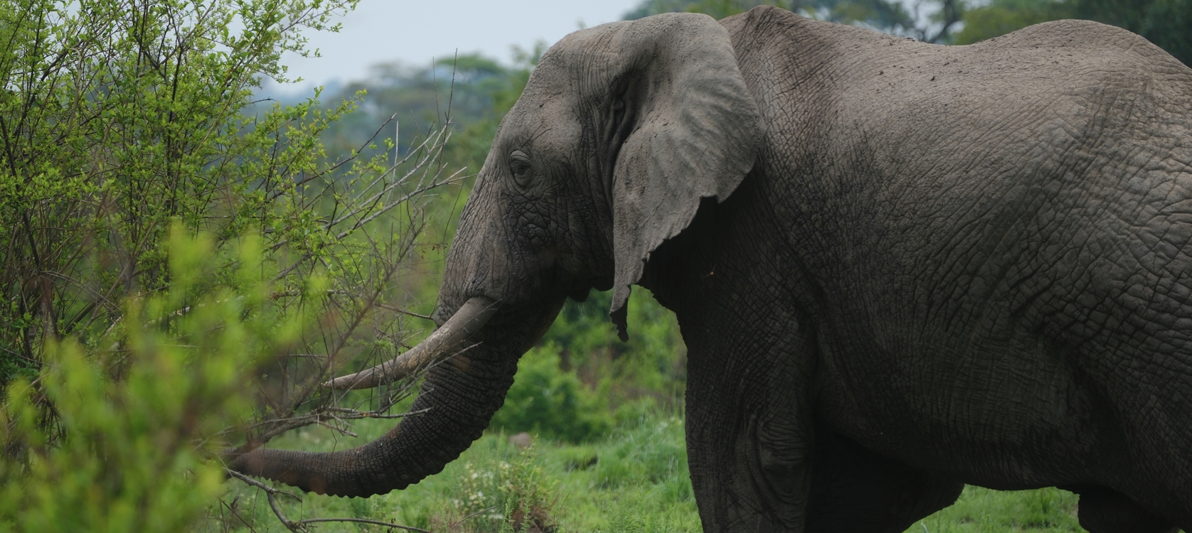 The Ultimate Journey Through the Pearl of Africa