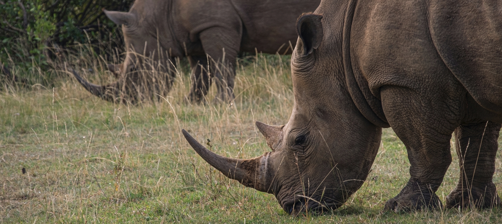 7 Day Ultimate Uganda Nature & Wildlife Adventure