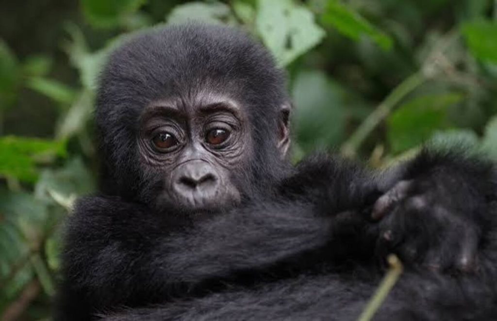 3-Day Uganda Gorilla Trekking Safari Cost 2026-2027.jpg