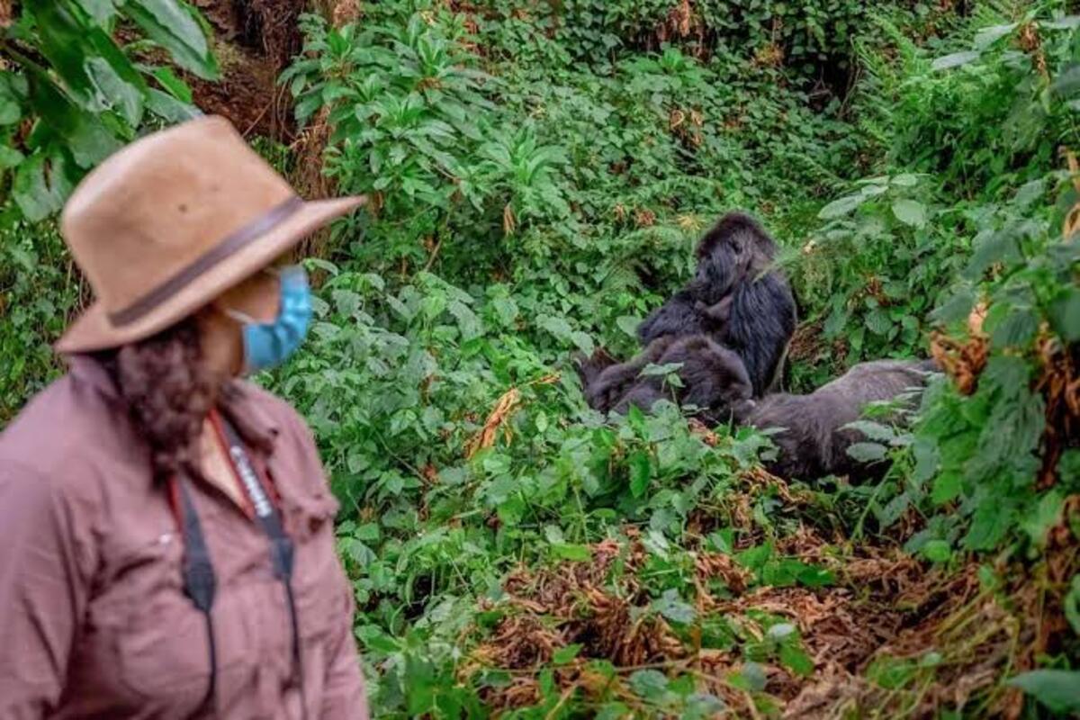 3-Day Uganda Gorilla Trekking Safari Cost 2026-2027