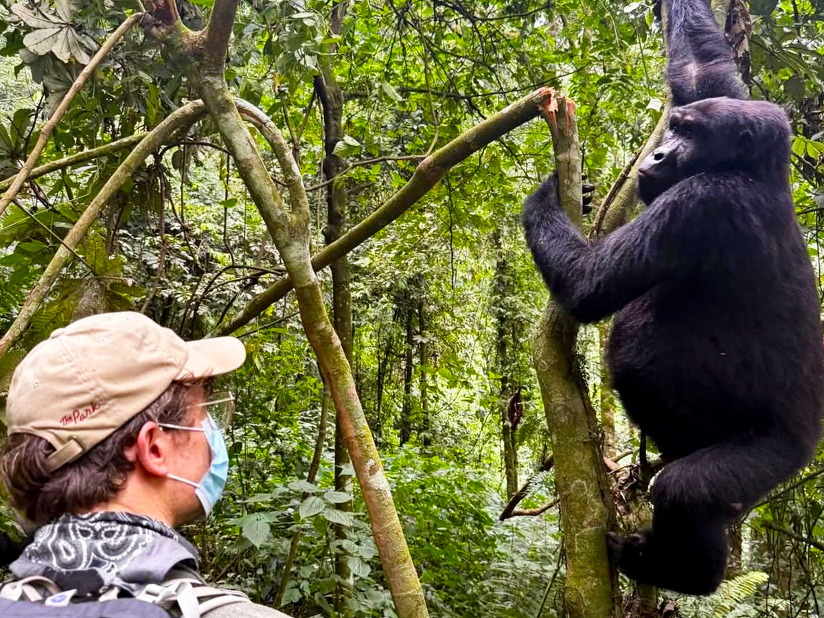 7-Day Uganda Safari Itinerary with Gorillas & Chimps