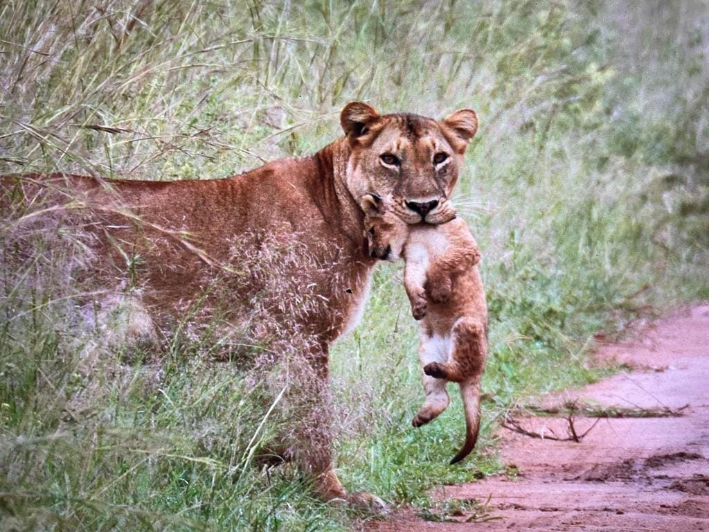 Best Places to Visit in Uganda for Wildlife