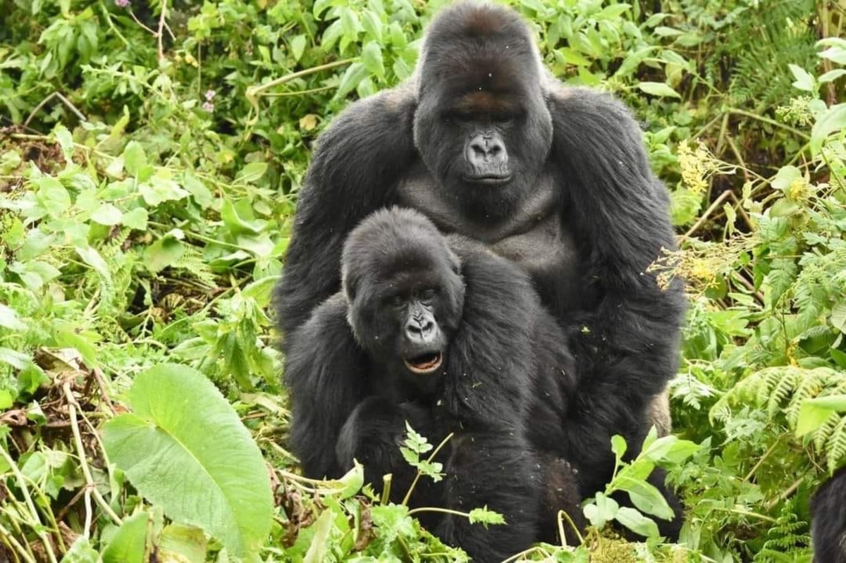 Budget Gorilla Trekking in Uganda