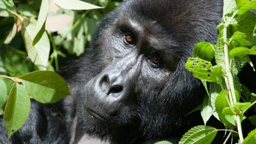 Cost of Uganda Gorilla Trekking Permits in 2026-2027?