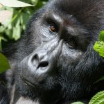 Cost of Uganda Gorilla Trekking Permits in 2026-2027?