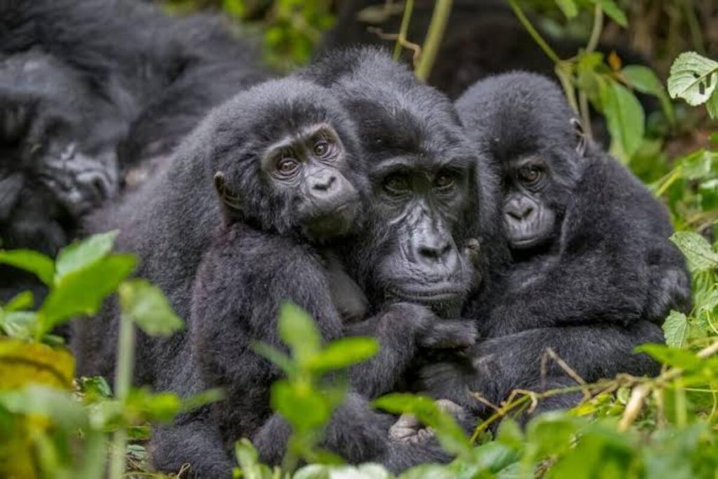 Gorilla Families in Bwindi Impenetrable & Mgahinga National Parks