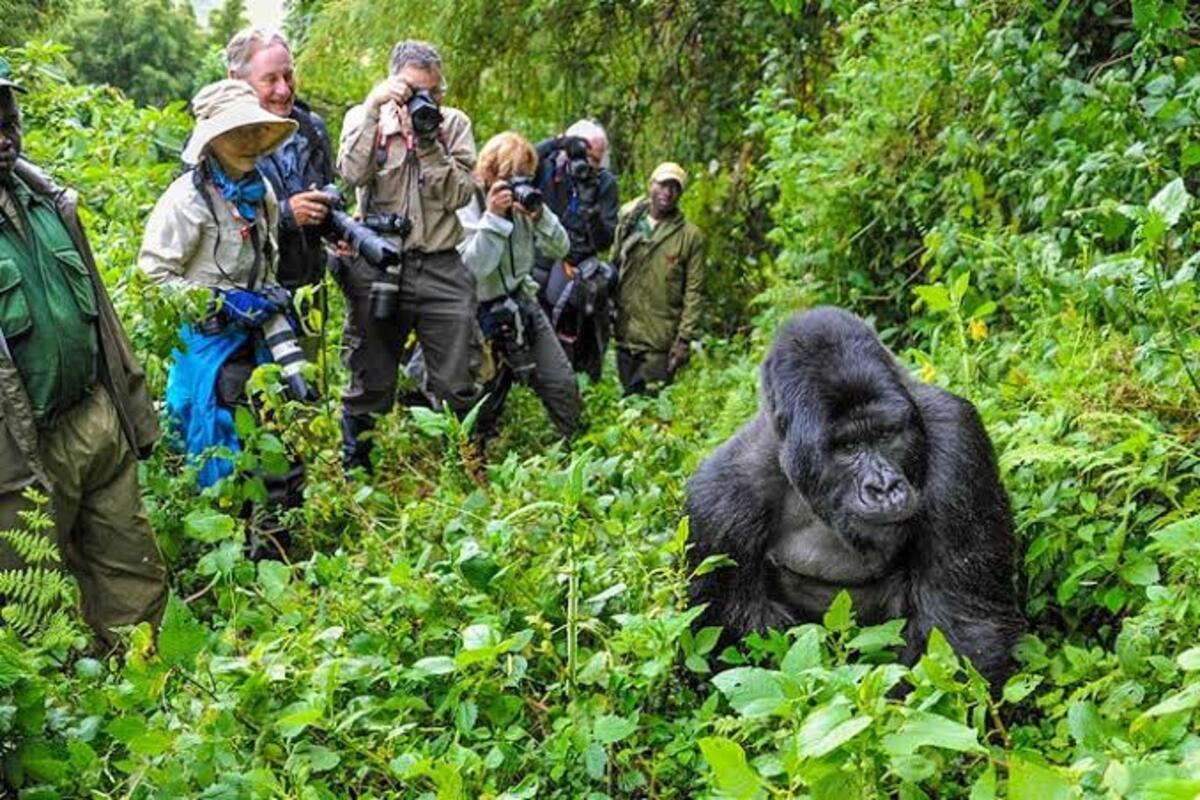 Gorilla Habituation Experience vs Normal Gorilla Trekking in Uganda