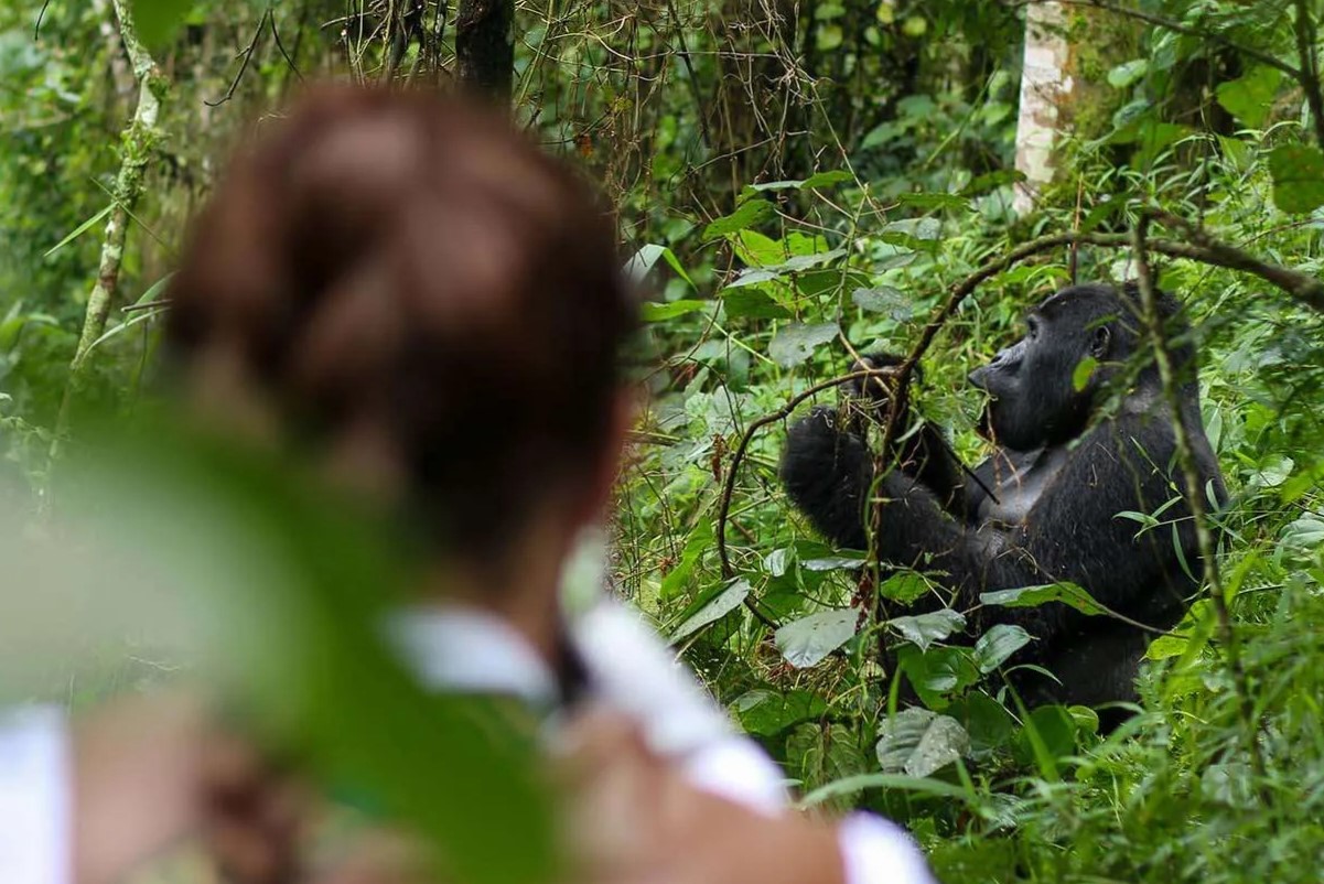 Gorilla Trekking Encounters Bwindi Impenetrable National Park
