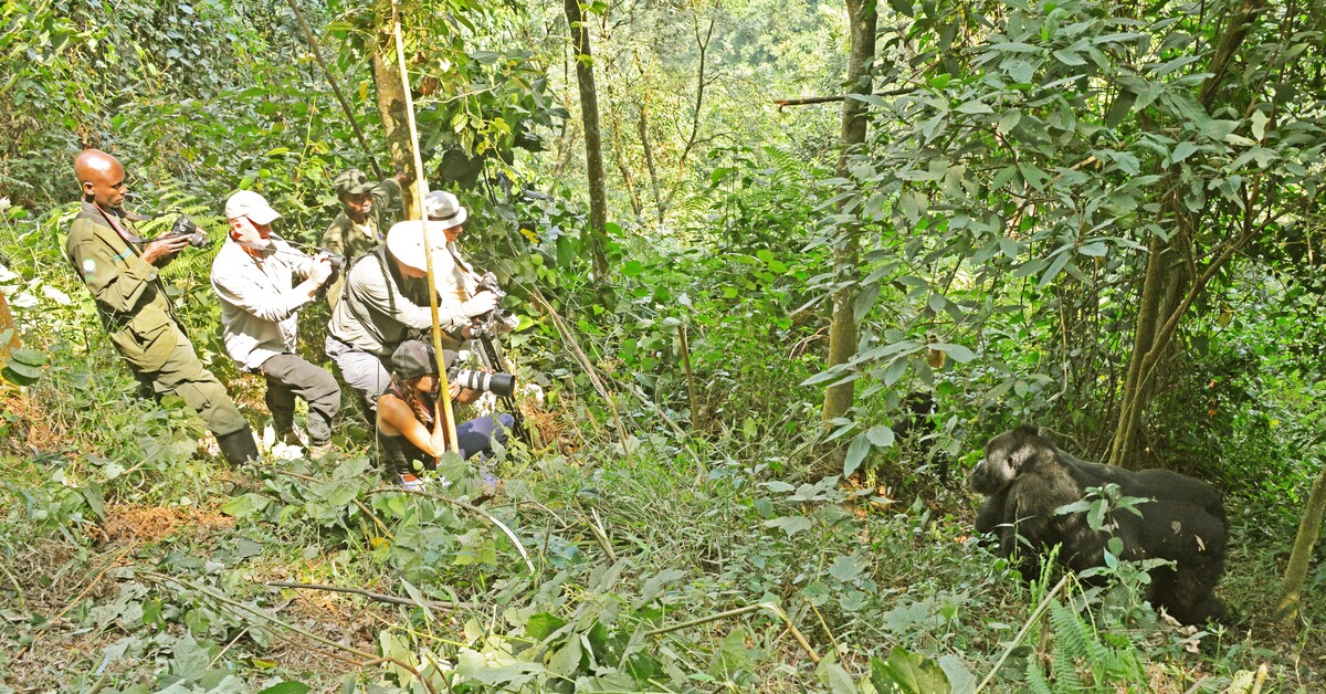 Gorilla-Trekking-Uganda-Cost-2026-2027