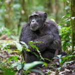 Gorilla Trekking vs Chimpanzee Trekking in Uganda