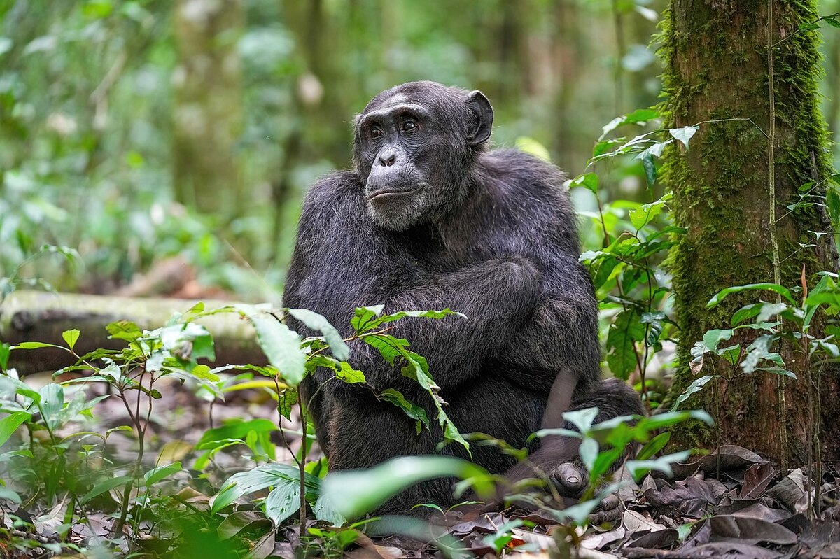 Gorilla Trekking vs Chimpanzee Trekking in Uganda