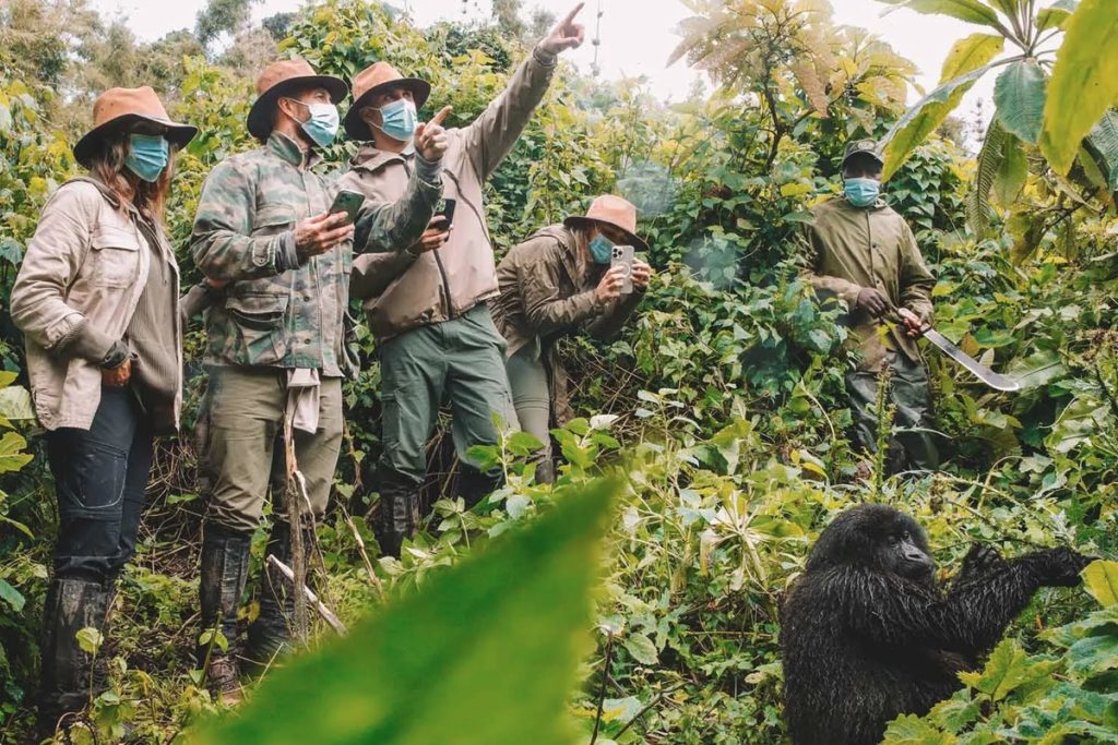How Difficult Is Gorilla Trekking in Uganda
