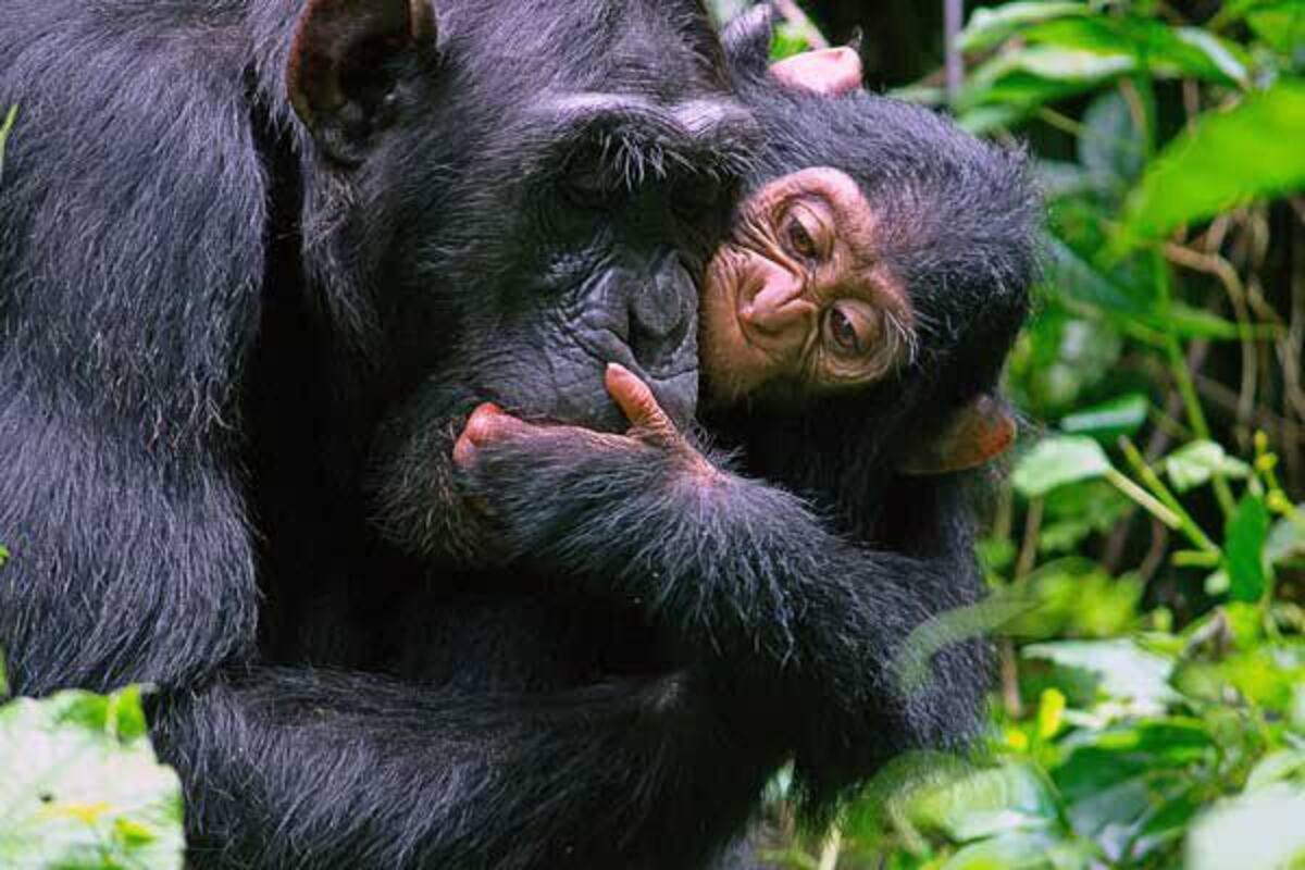 Kibale National Park - Chimpanzee Tracking safaris