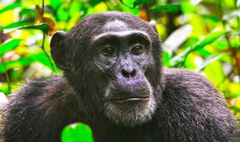 Planning Chimpanzee Trekking in Kibale National Park Uganda