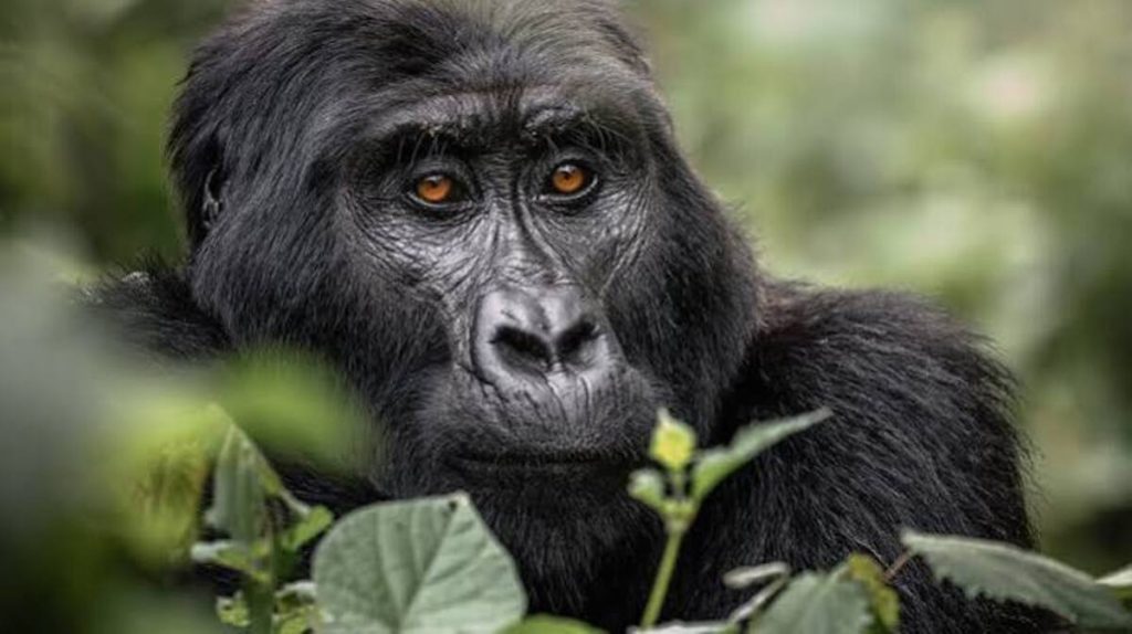 Process of Booking Gorilla Trekking Permits in Uganda