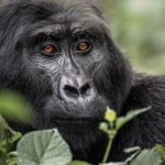 Process of Booking Gorilla Trekking Permits in Uganda
