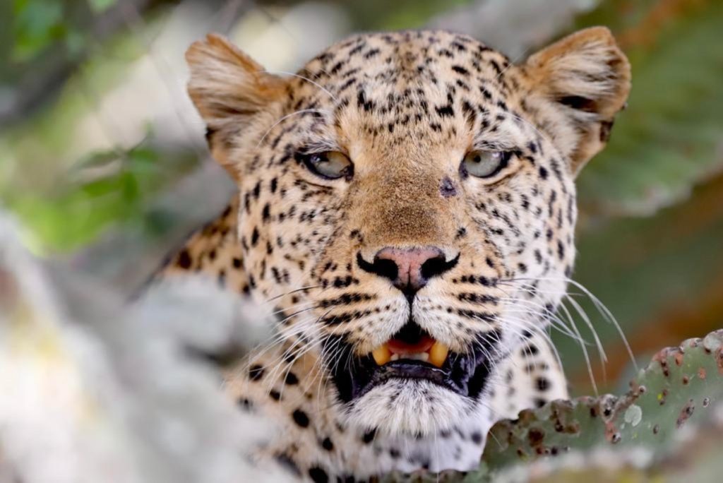 Queen Elizabeth National Park Uganda - Safari Guide