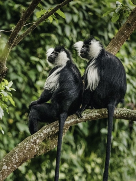 Rwanda Destination East Africa