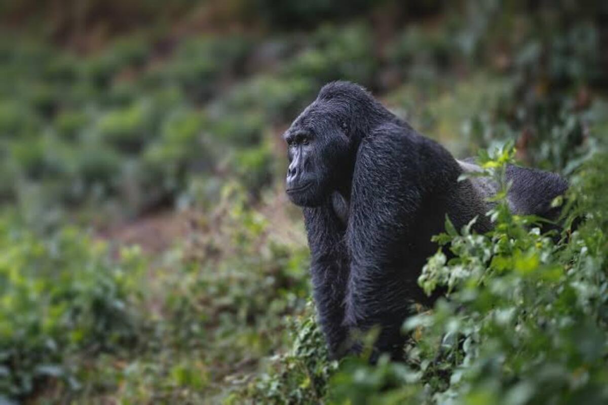 Silverback encounter