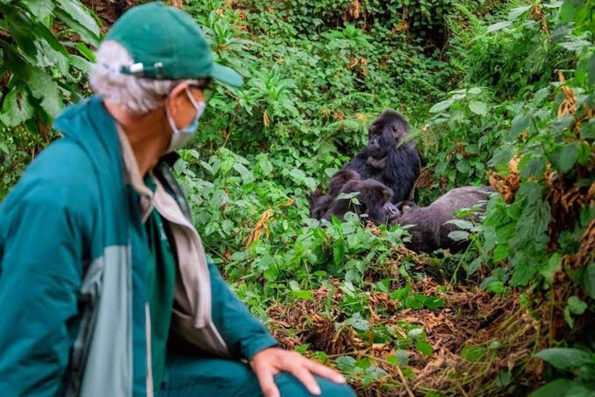 Tourist in sight with a gorilla family at a safe distance