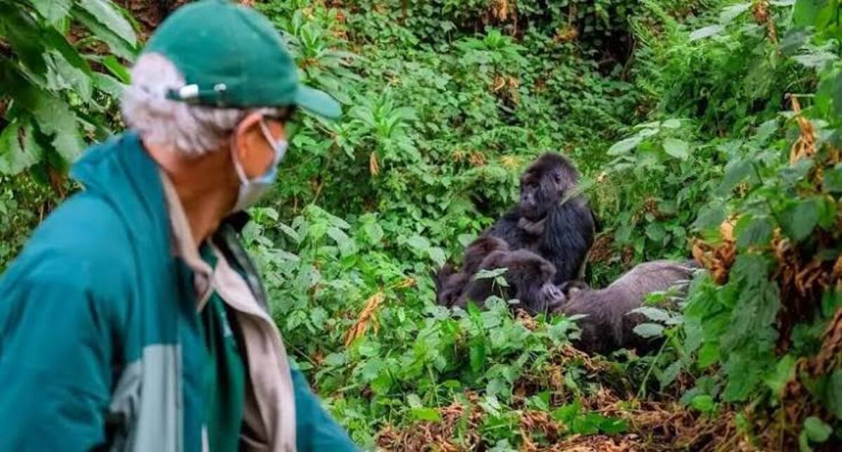 Tourist watching a family of gorillas