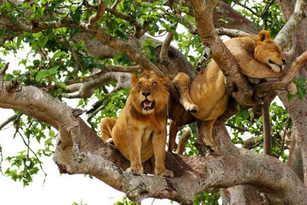 Tree Climbing Lions in Ishasha - Queen Elizabeth National Park