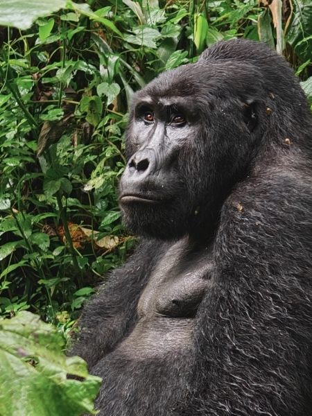 Uganda Destination East Africa