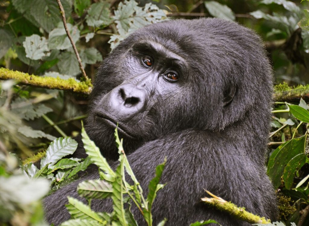 Uganda vs Rwanda Gorilla Trekking