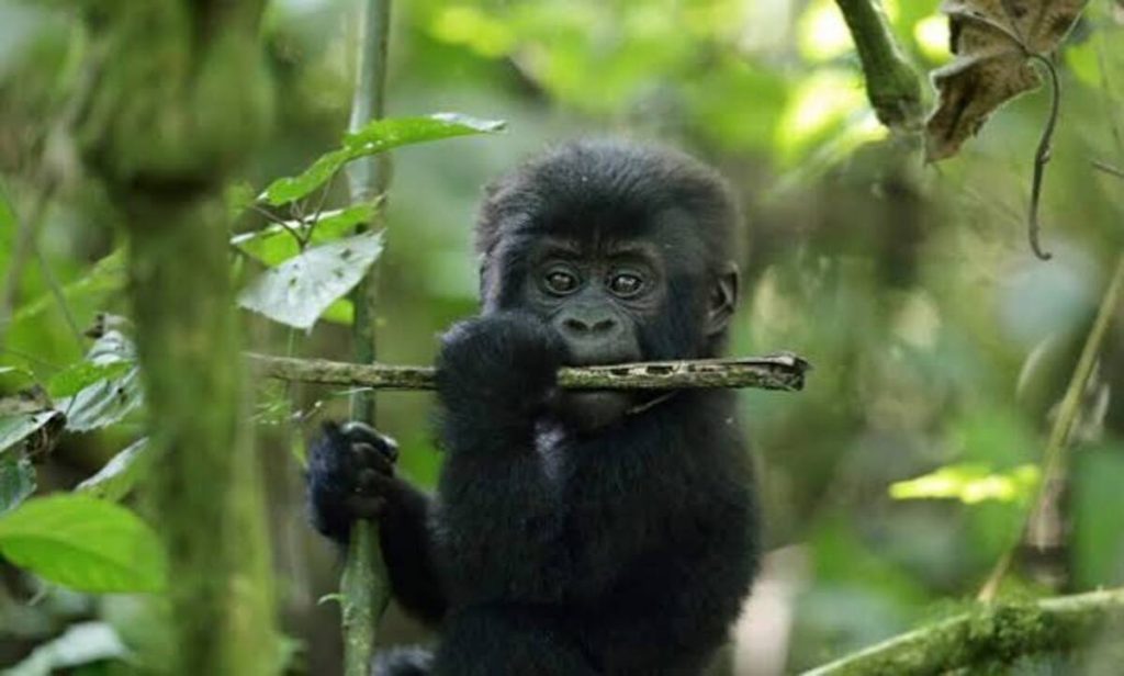 Uganda's Low-Season Gorilla and Chimpanzee Permit Discounts