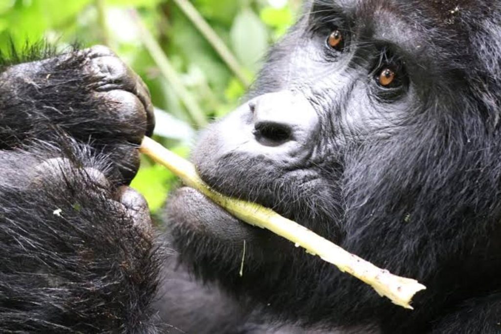 What is Gorilla Trekking Age Limit in Uganda?