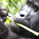 What is Gorilla Trekking Age Limit in Uganda?