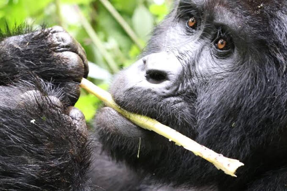 What is Gorilla Trekking Age Limit in Uganda?