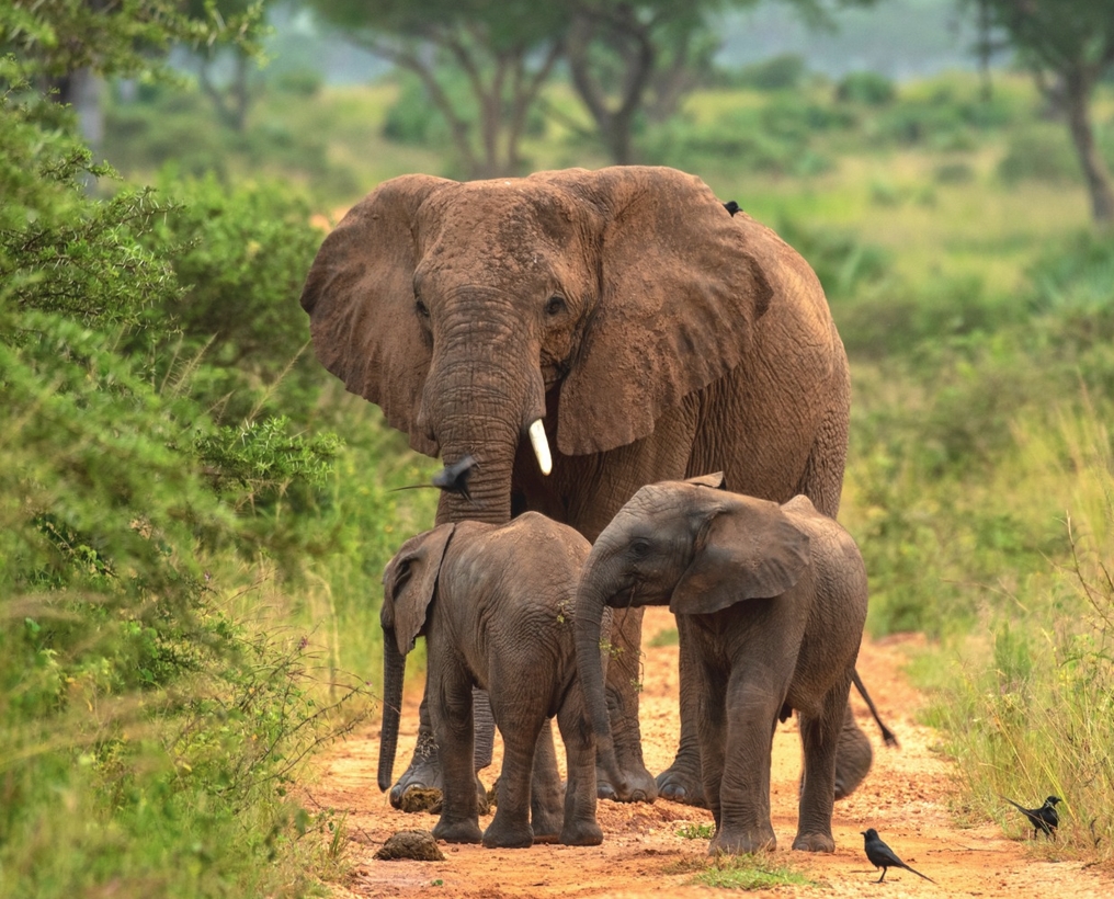 10-Day Uganda Group safari with gorilla & chimpanzee tracking