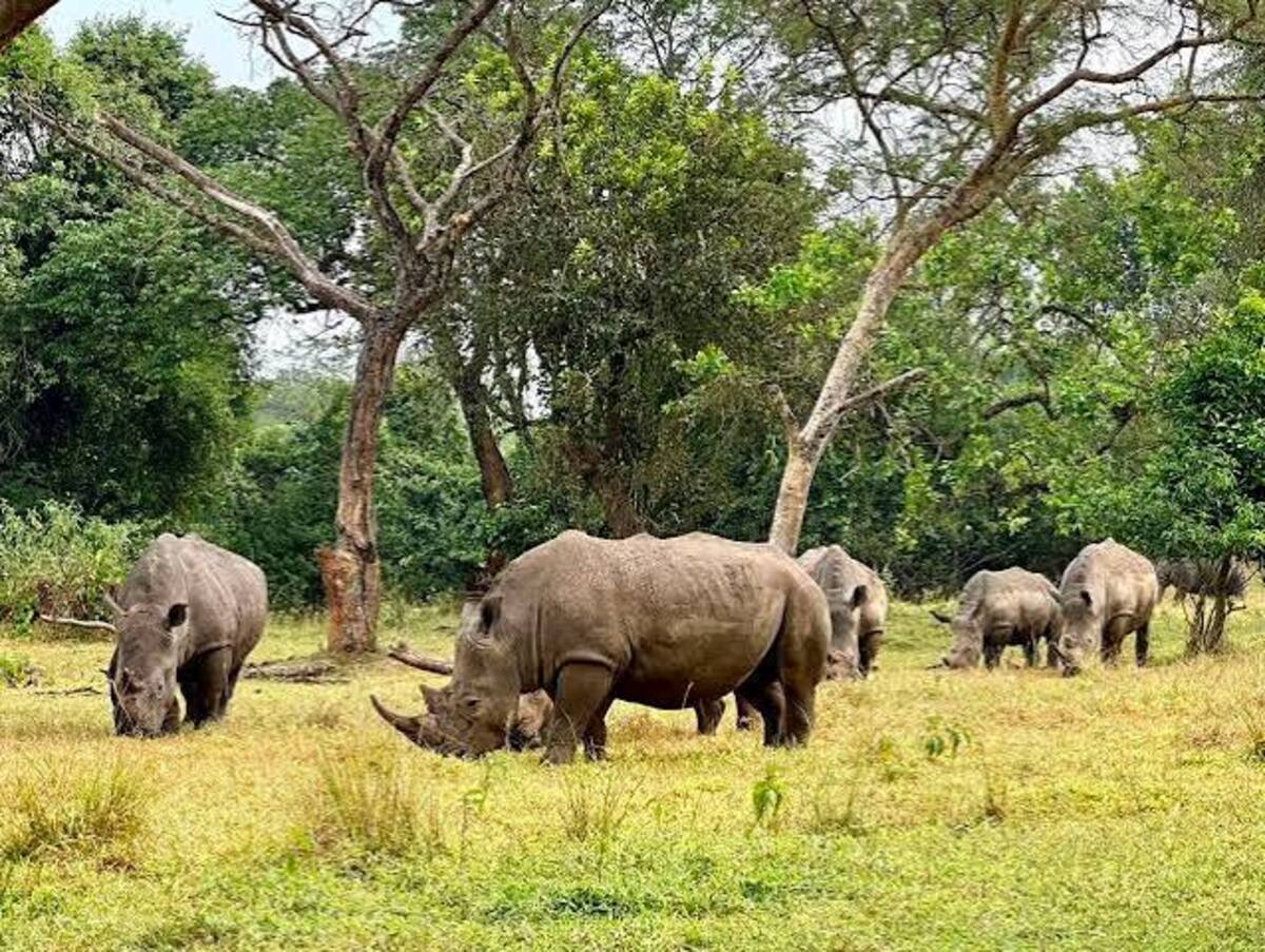 southern white rhinos grazing