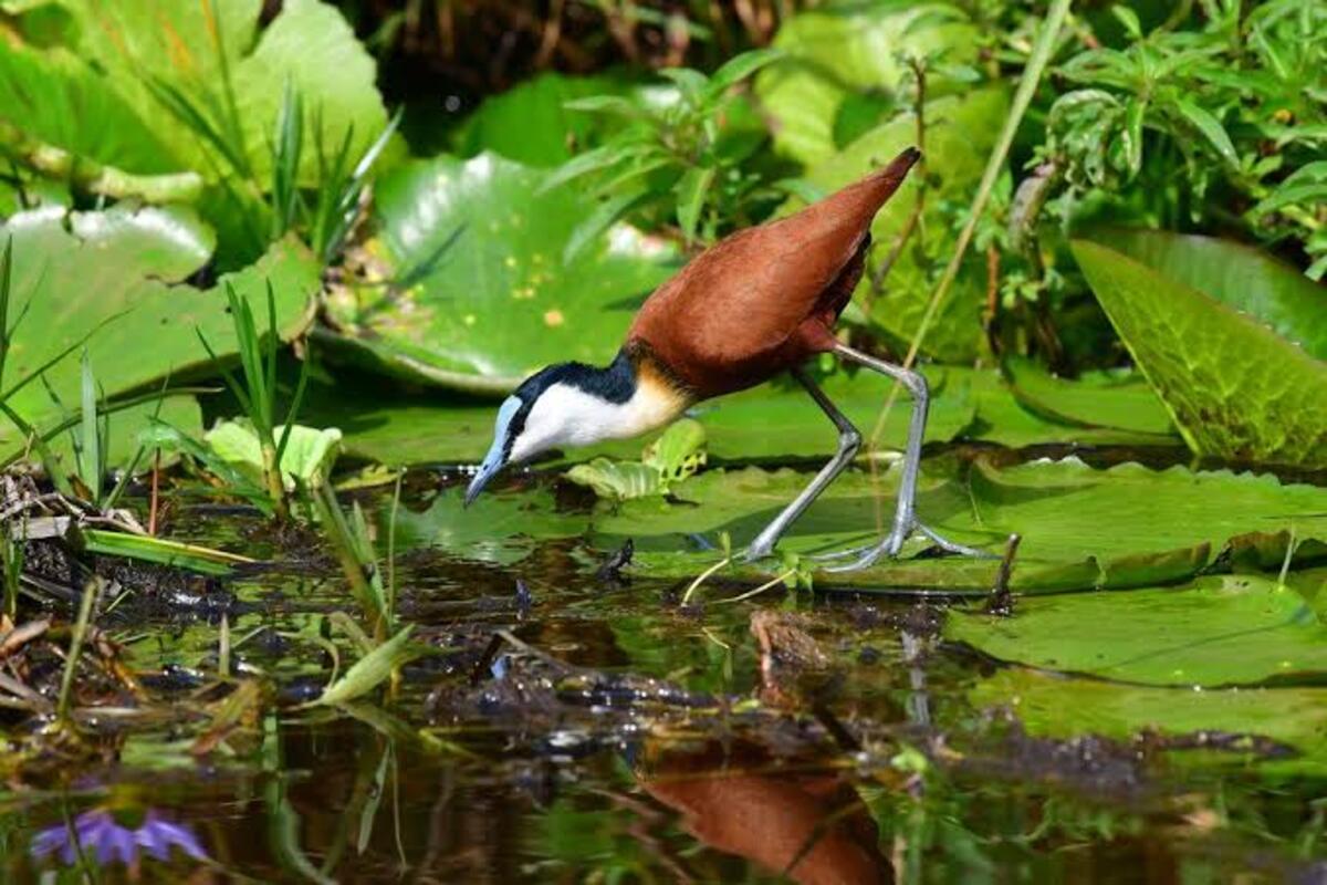 African Jacana