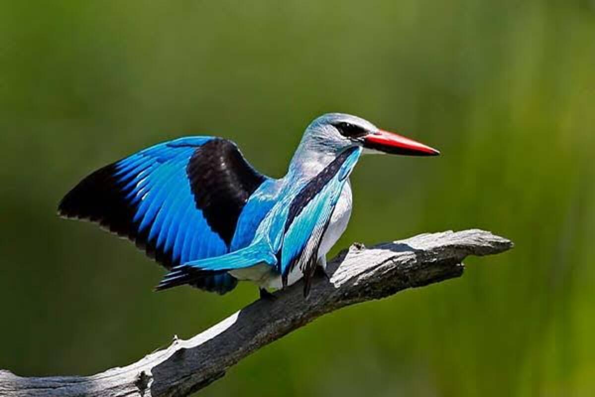 Birdwatching Safaris in Uganda
