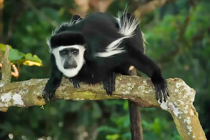 Black & White colobus monkey