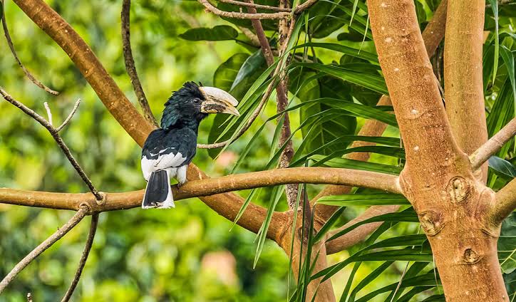 Black & white casqued hornbill