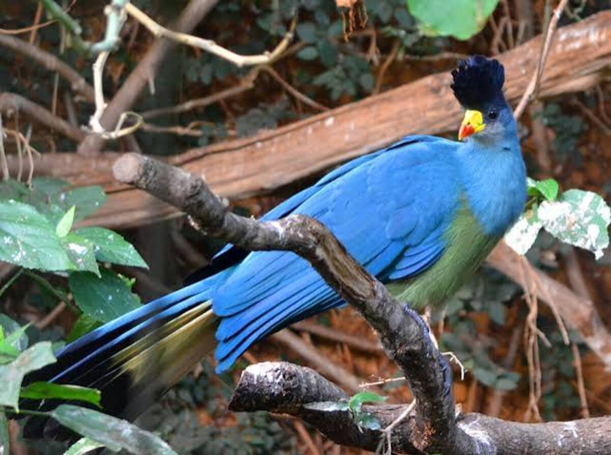 Great Blue Turaco