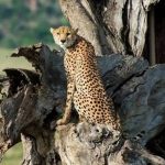 Kidepo Valley National Park - Uganda's Remote Safari Frontier