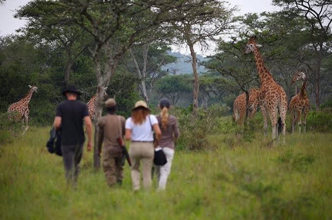 Lake Mburo National Park Travel Guide - Wildlife, Walking Safaris