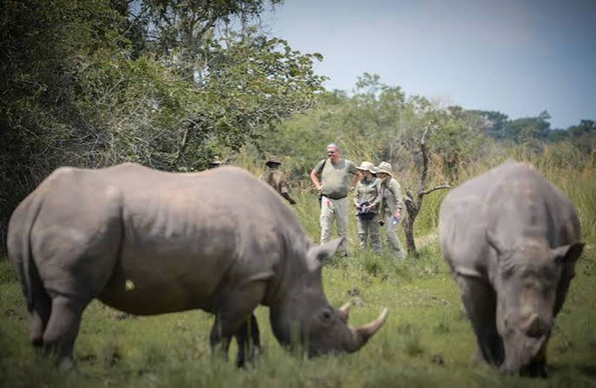 Rhino Tracking at Ziwa Rhino Sanctuary Uganda
