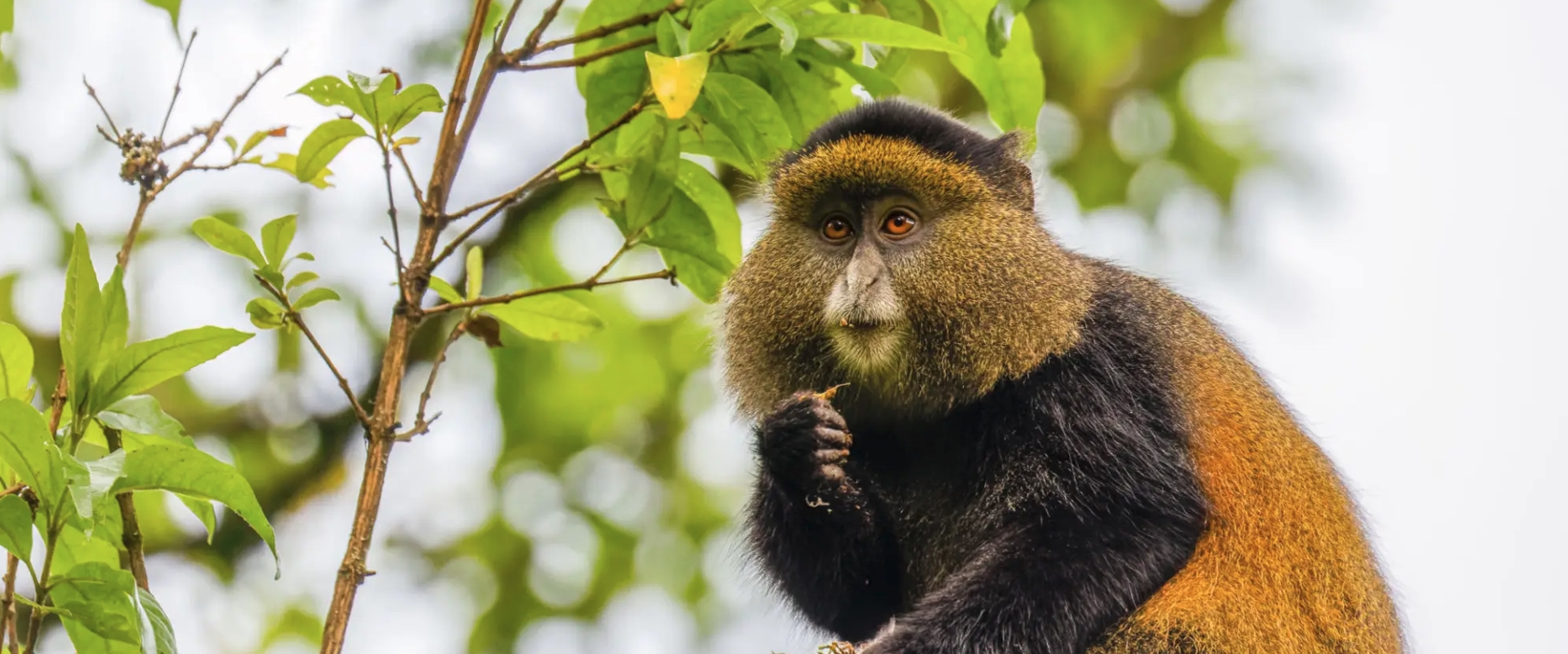 Golden Monkey Safari Experiences