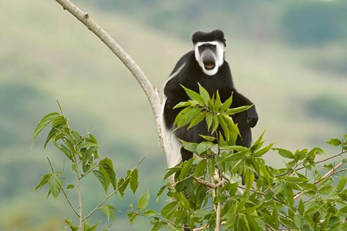 Black and white colobus monkey on treetops of Semuliki national park