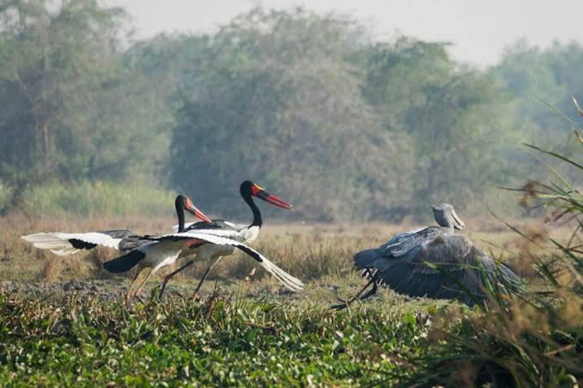 saddle billed storks & shoebill along the Nile
