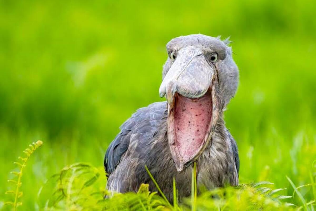 Shoebill Tracking Safari in Mabamba Swamp, Uganda