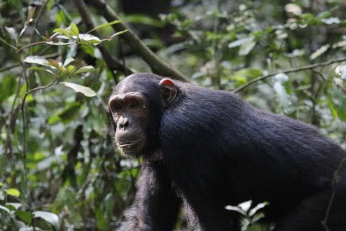 A chimpanzee moving through Kibale's canopy